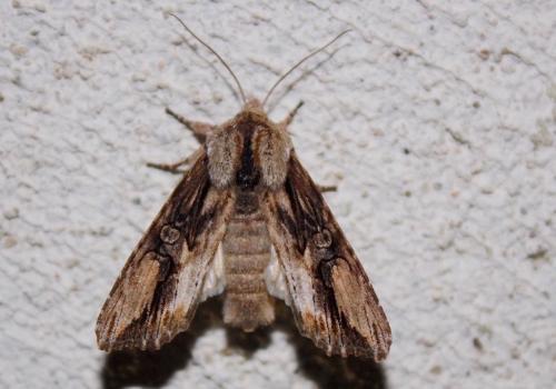 Réf. 243 630 : Egira conspicillaris